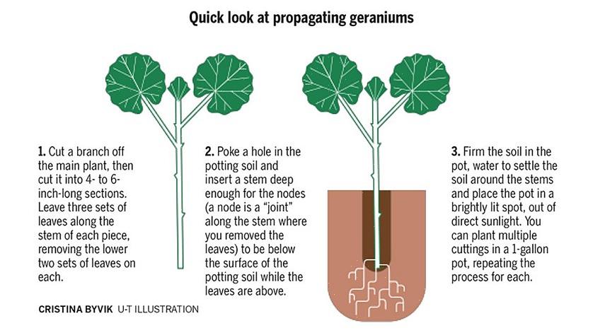 O uso de um hormônio de enraizamento é essencial ao tentar enraizar estacas de plantas lenhosas