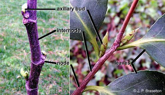 O caule de uma planta consiste em nós e entrenós