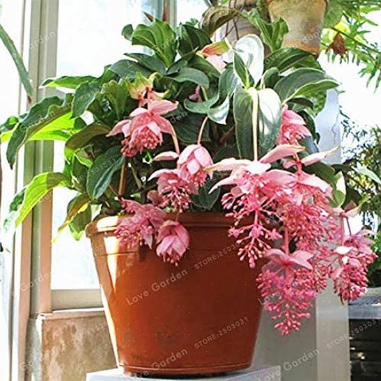 As plantas Medinilla também podem crescer em solo bem drenado