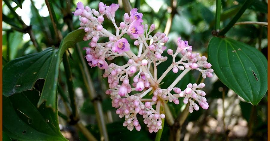 As plantas Medinilla podem ser epífitas na floresta tropical