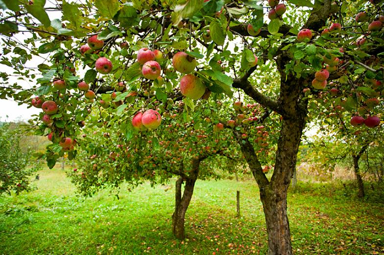 Algumas variedades de frutas podem dar frutos com pólen da mesma árvore ou com pólen da mesma variedade