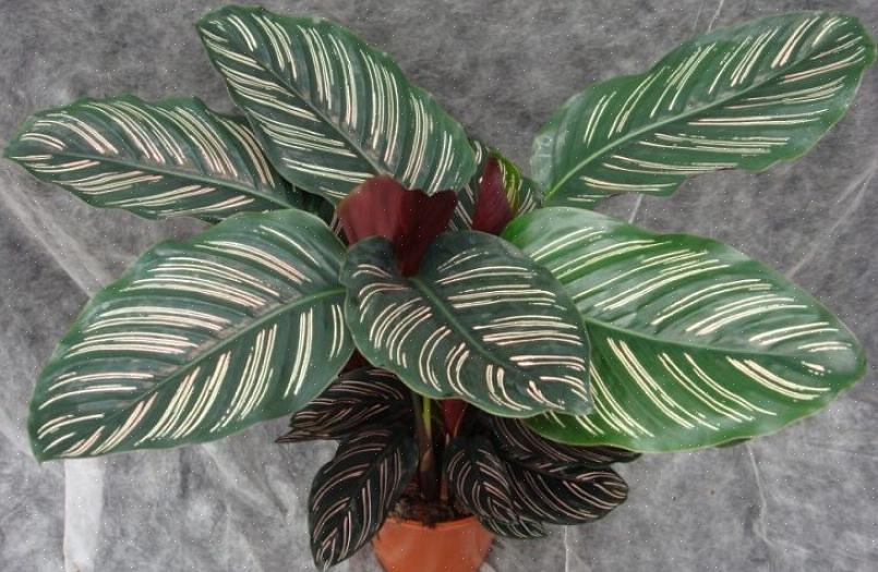 Mas uma Calathea bem cultivada vale o esforço