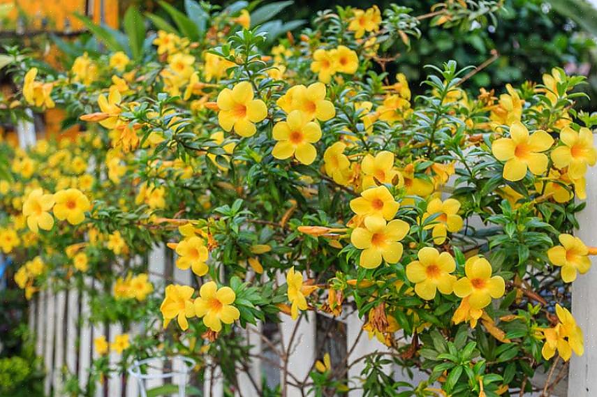 O período mais perigoso para o cultivo de Allamanda é o inverno