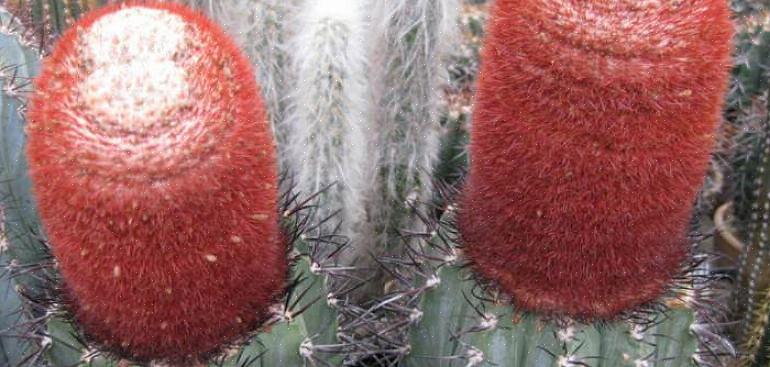 Melocactus é um gênero de cactos especialmente interessantes esteticamente