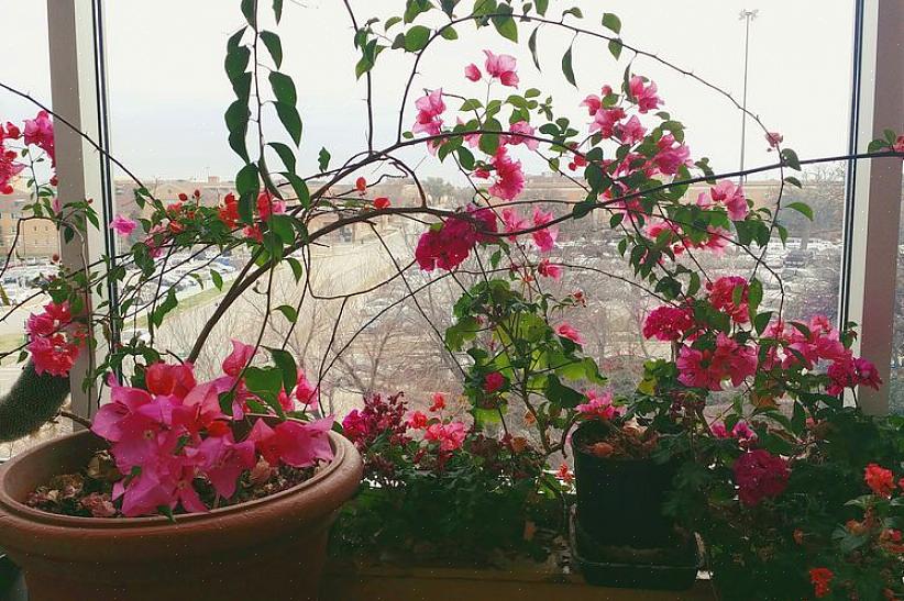 Buganvílias (Bougainvillea) não é uma planta de casa típica - em sua forma natural