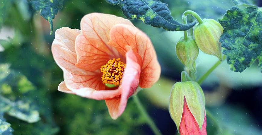 Existem duas razões excelentes para cultivar espécies de Abutilon