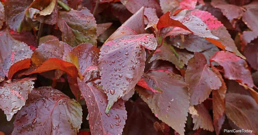 Acalypha como um suprimento regular de água