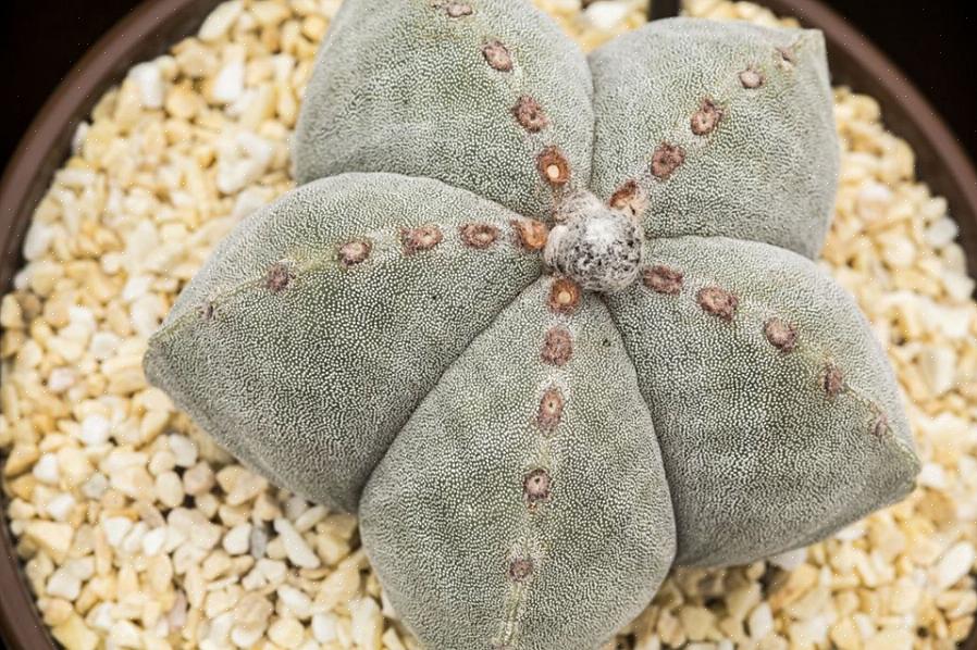 Pode levar anos para nutrir um Astrophytum até esse nível