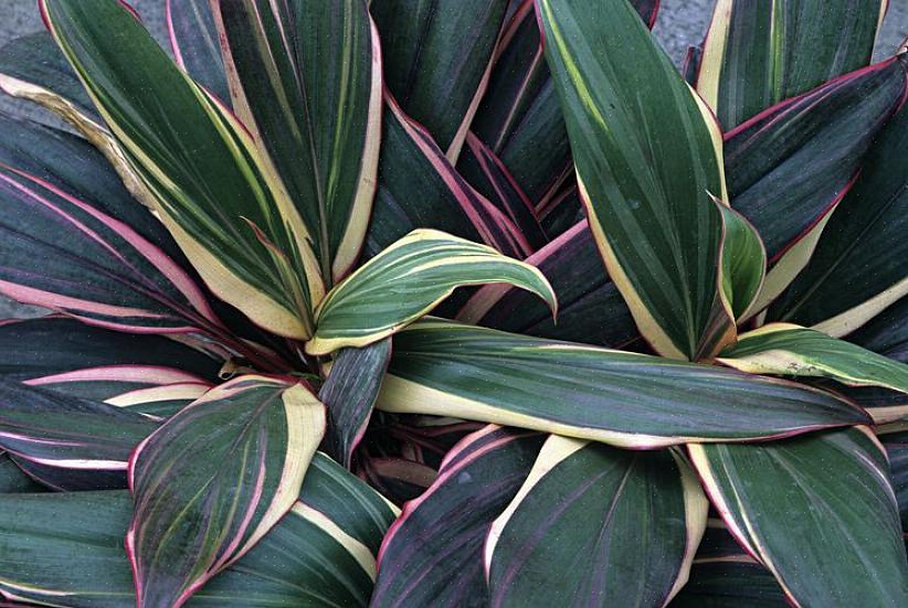 Cordyline (nome botânico