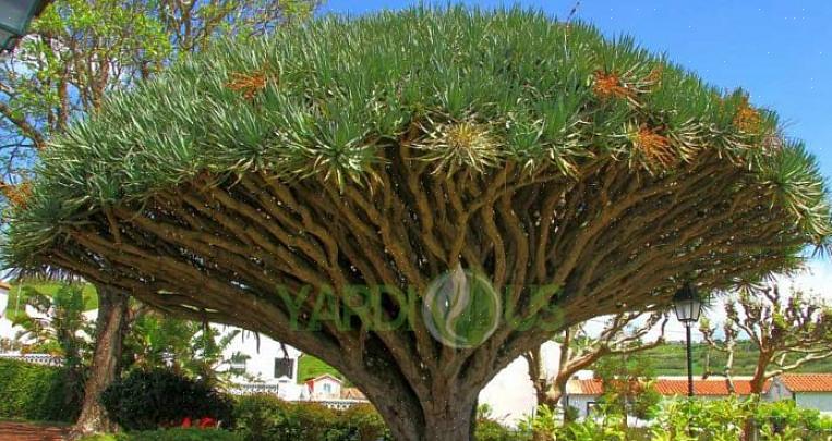 A planta do sangue do dragão (Dracaena draco) não é a mais bela das plantas domésticas