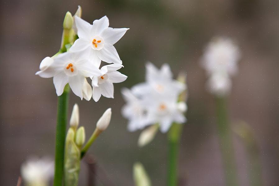 Gostamos de cultivar narciso branco-papel em uma jarra ou vaso alto