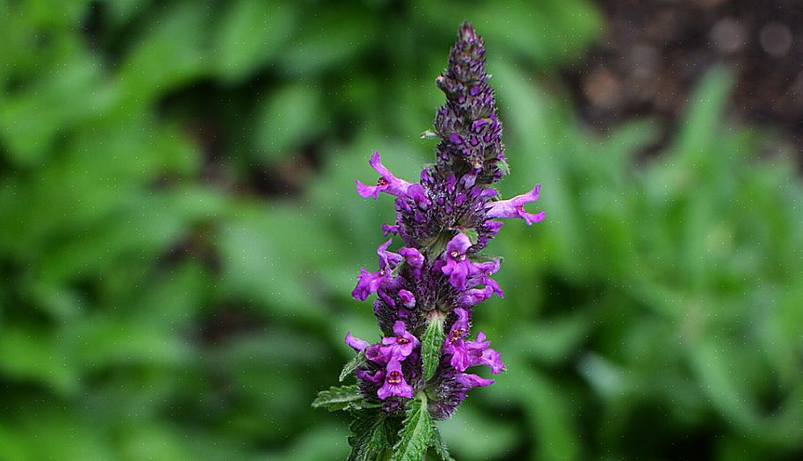 Betony (Stachys officinalis) é uma erva perene que é resistente à zona de robustez 4 das plantas do USDA