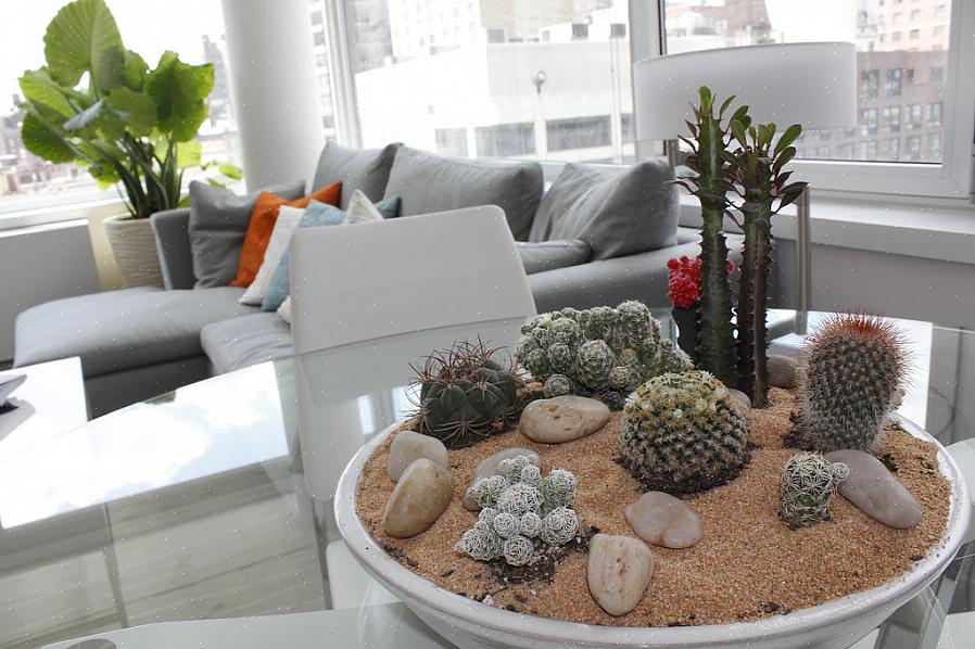 As plantas de interior podem não ser o melhor esquema de decoração para você