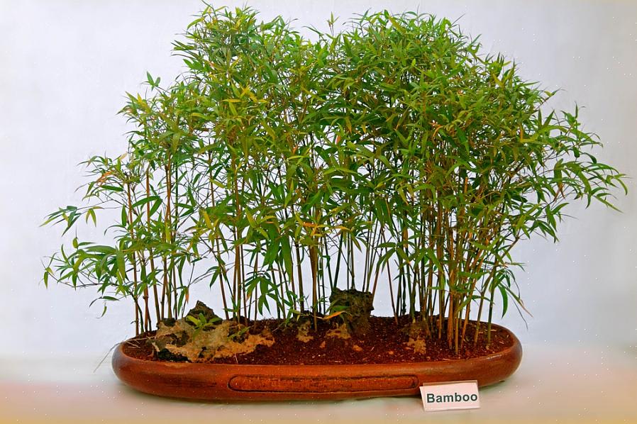 Em termos de condições de cultivo de bambu