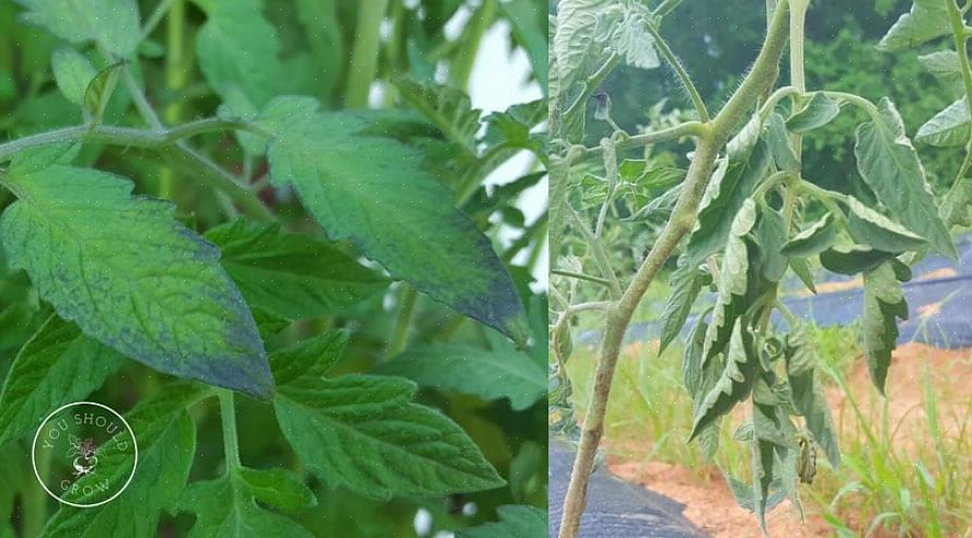 As folhas do tomate terão uma ou duas manchas por folha