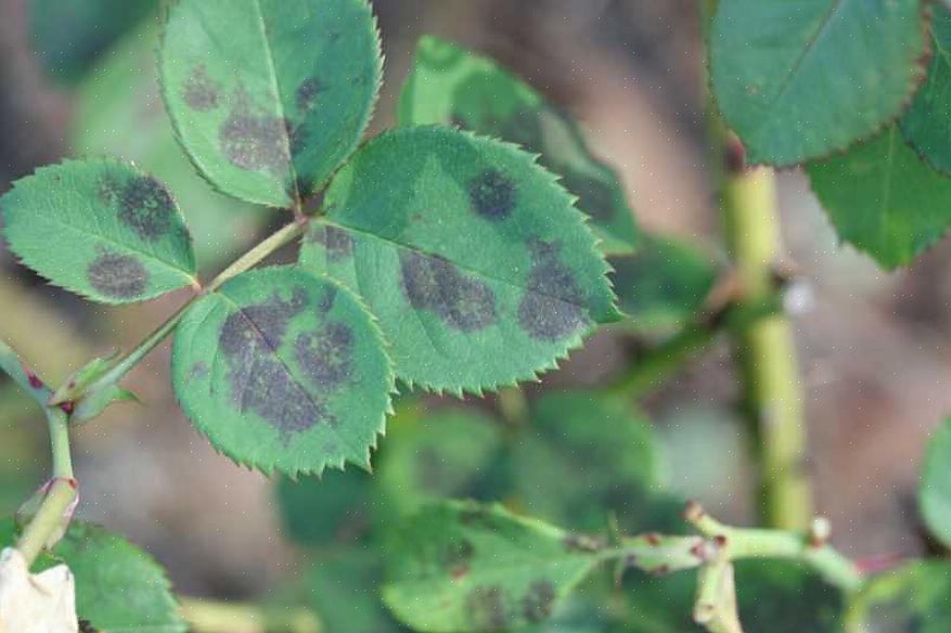 Esperançosamente a brisa irá soprar quaisquer esporos de manchas pretas recém-germinadas para longe