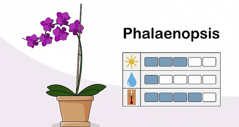 É um bom aditivo para o envasamento de orquídeas que não gostam de ter suas raízes perturbadas