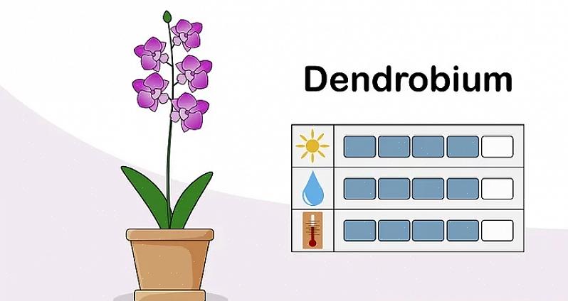 Os jardineiros novos no cultivo de orquídeas logo percebem que orquídeas saudáveis não crescem em solo