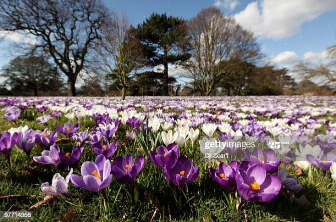 O mundo das plantas envia esses sinais anualmente para nos dizer que o inverno acabou