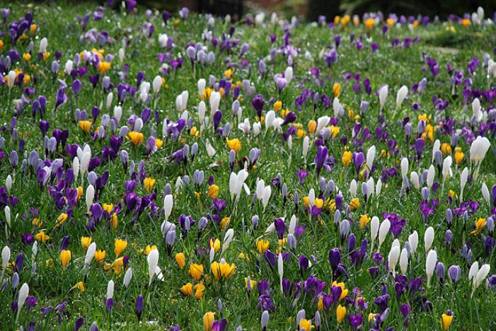 Uma das primeiras plantas paisagísticas a florescer em um jardim do norte é o arbusto de hamamélis