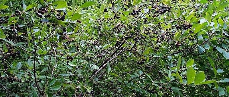 O chokeberry preto (Aronia melanocarpa) é um arbusto de folha caduca do norte da Europa