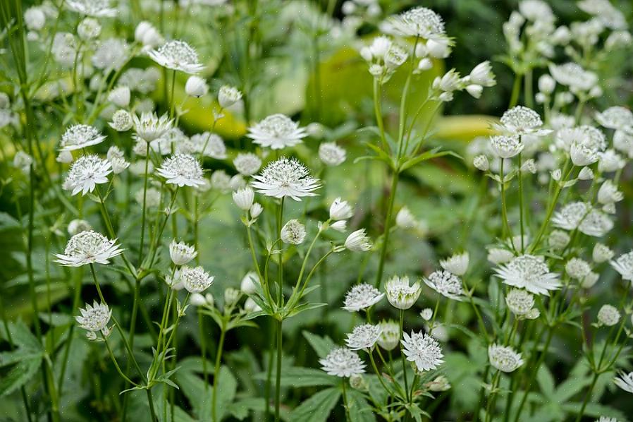 "Spring Green" ou "Purissima" são lindos para começar a primavera