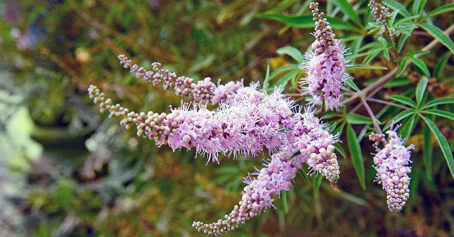 A árvore casta (Vitex agnus-castus) é um arbusto de folha caduca adorável que dá cachos de flores roxas