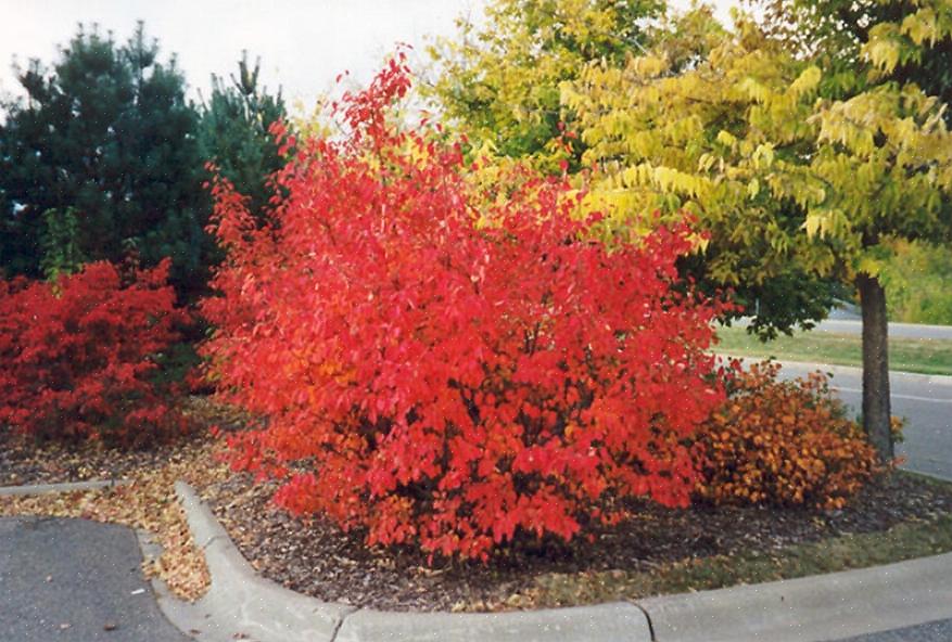 O chokeberry vermelho (Aronia arbutifolia) é um arbusto de folha caduca que pode animar seu jardim