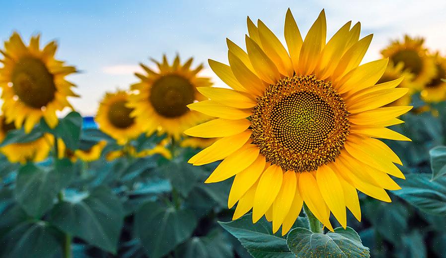 Helianthus perenes floresce melhor em pleno sol