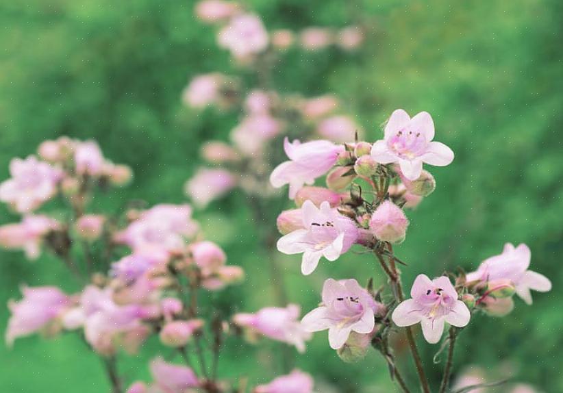 As plantas penstemon são plantas perenes herbáceas que apresentam folhagem em forma de lança