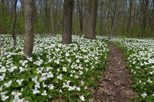 Trillium chloropetalum