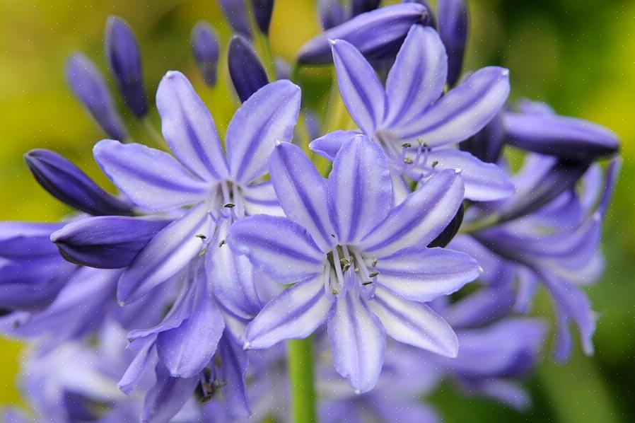 O Agapanthus às vezes chamado de lírio africano azul ou apenas lírio africano é uma planta maravilhosa