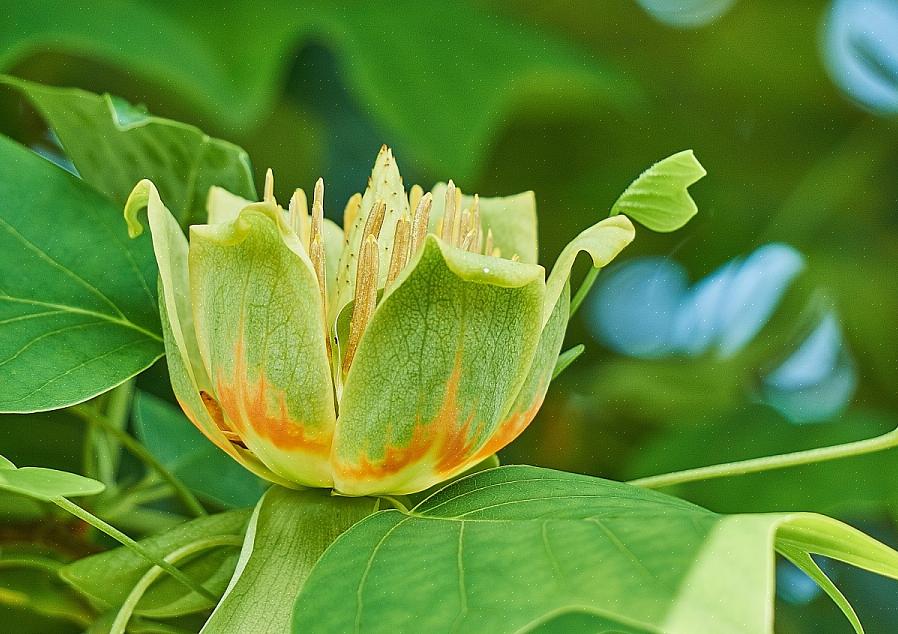 Você pode ver esta espécie chamada de árvore tulipa