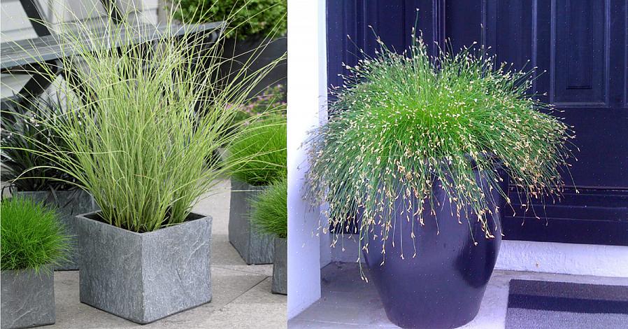 Gramíneas de junco-pluma (Calamagrostis x acutiflora) são gramíneas ornamentais de estação fria