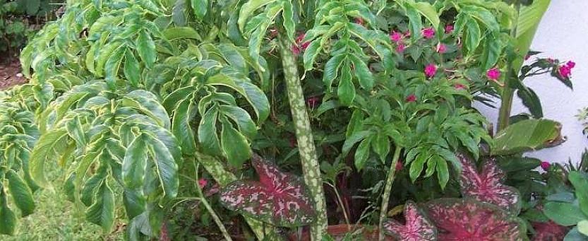 A flor do lírio vodu emite um cheiro que pertence mais ao cesto de lixo do que a um jardim de flores