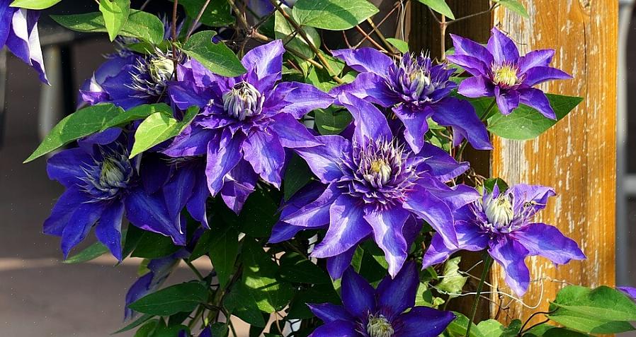 Sugere a poda difícil de todas as clematis de um a três anos de idade até o segundo conjunto de botões