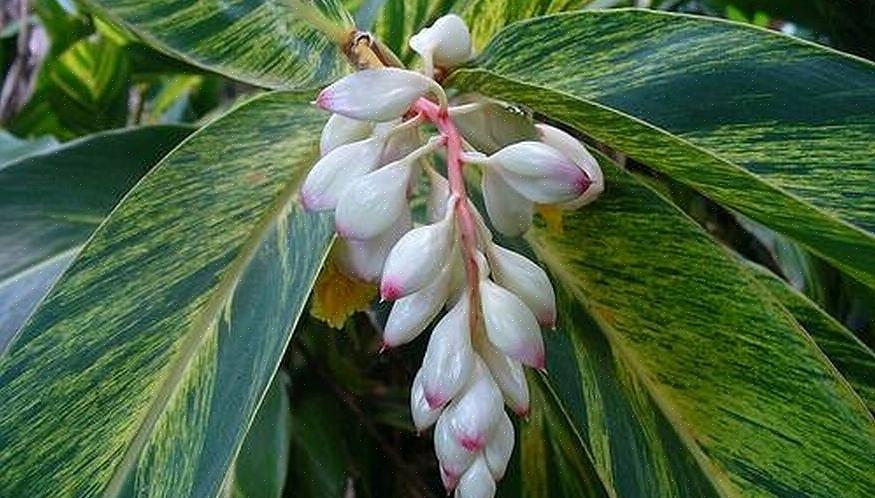 Gengibre em flor são um ótimo lugar para começar