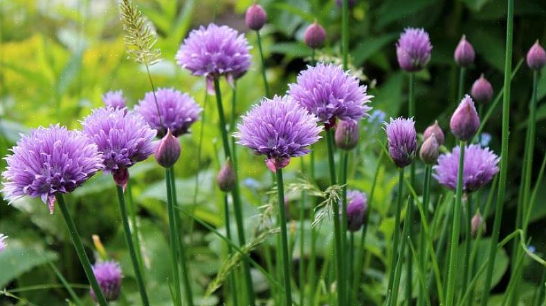 A cebolinha tem uma flor roxa deslumbrante que oferece um deleite culinário que se tornará um deleite