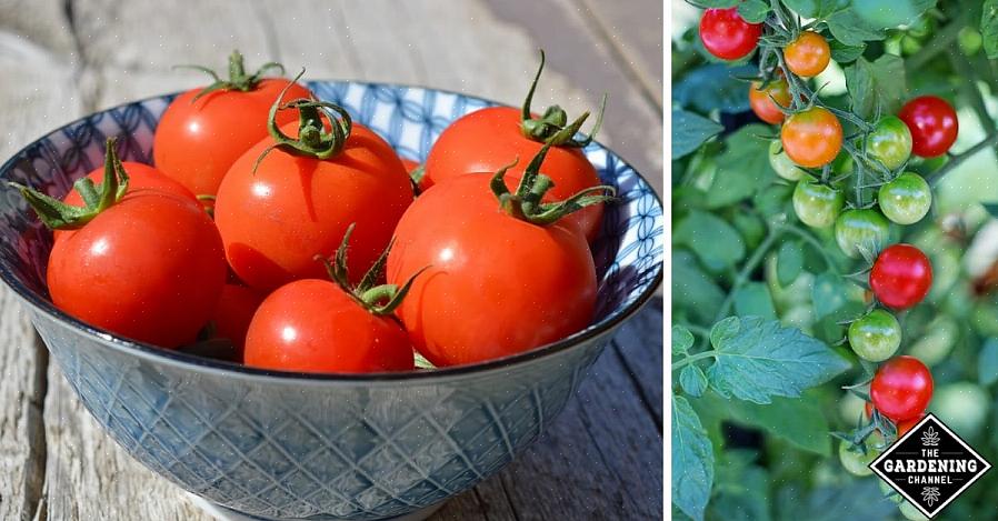 Os tomates amadurecem dentro ou fora da videira