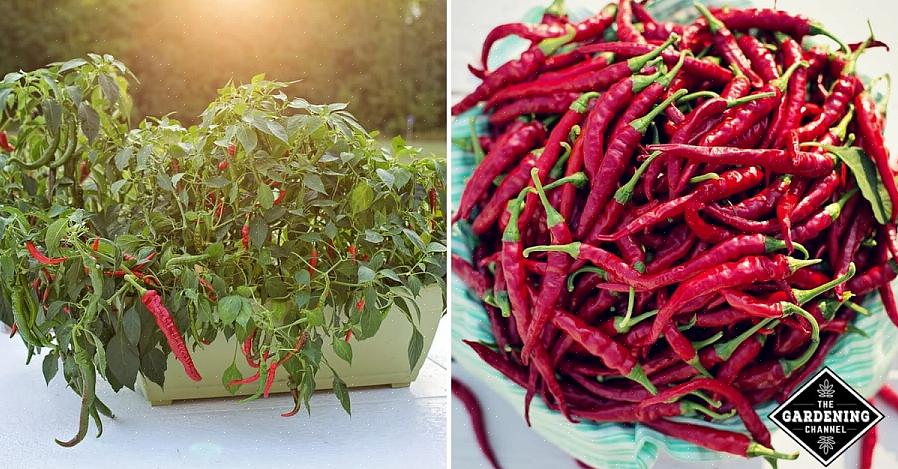 O tamanho de suas plantas de pimenta vai variar dependendo da variedade que você cultiva