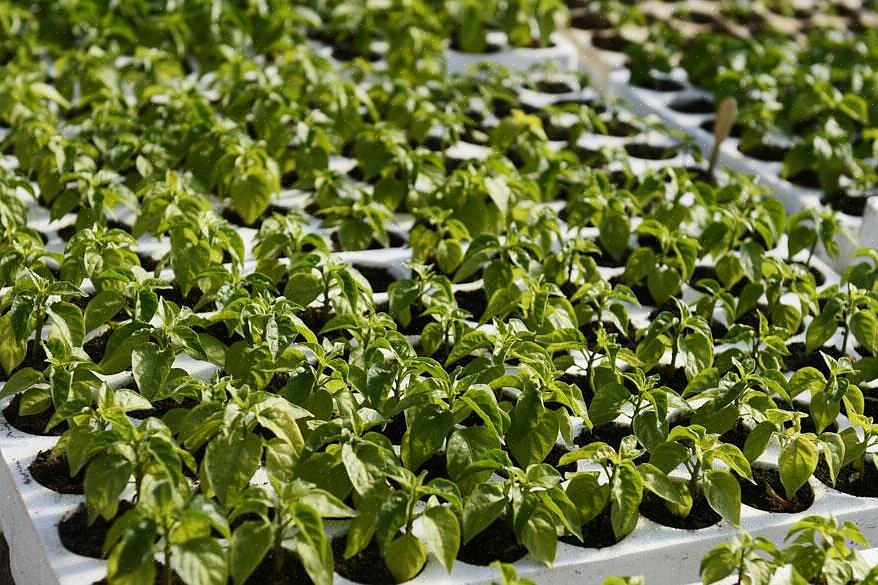 As plantas Jalapeno precisam de um suprimento constante de água