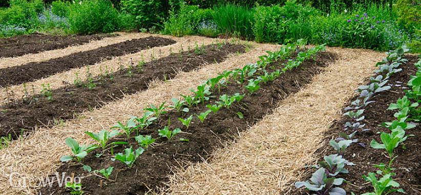 Você tem duas opções ao plantar linhas largas