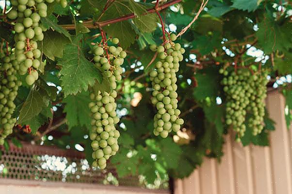 Oregon grapeholly e Oregon azevinho-uva