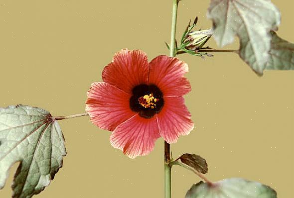 Ao contrário da maioria das outras plantas de hibisco