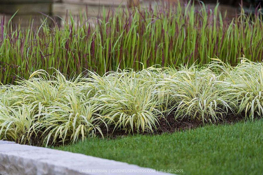 A Golden Japanese Forest Grass (nome botânico