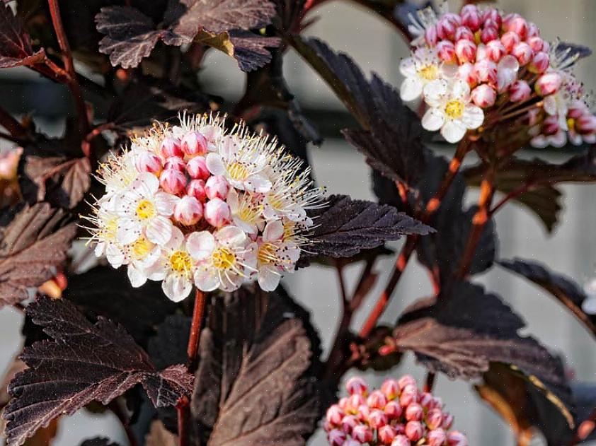 De que outra forma explicar por que tantas pessoas cultivam rosas