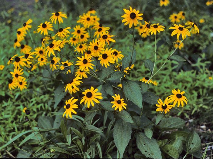 O Rudbeckia hirta 'Maya' é uma reminiscência de mães de outono com suas camadas de pétalas com babados