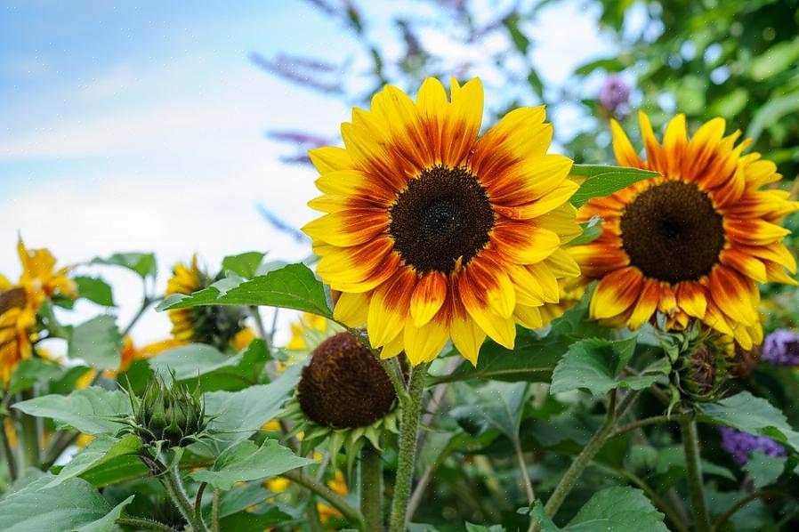 Plante as sementes maiores (com o endosperma que mais sustenta a vida) na próxima temporada para aumentar