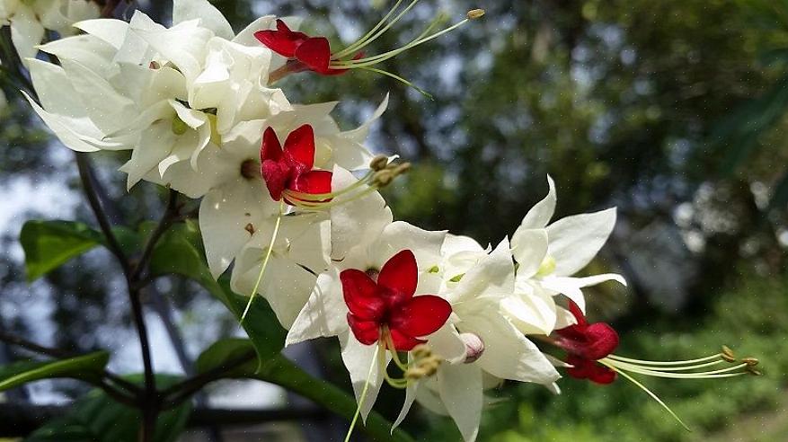 Os jardineiros nas zonas de cultivo do USDA 9-11 podem cultivar cipó sangrento ao ar livre em uma área