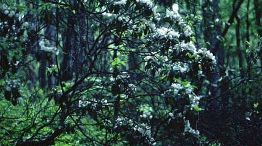 As duas espécies mais comuns utilizadas para fazer suas guitarras são o amieiro preto (Alnus glutinosa)